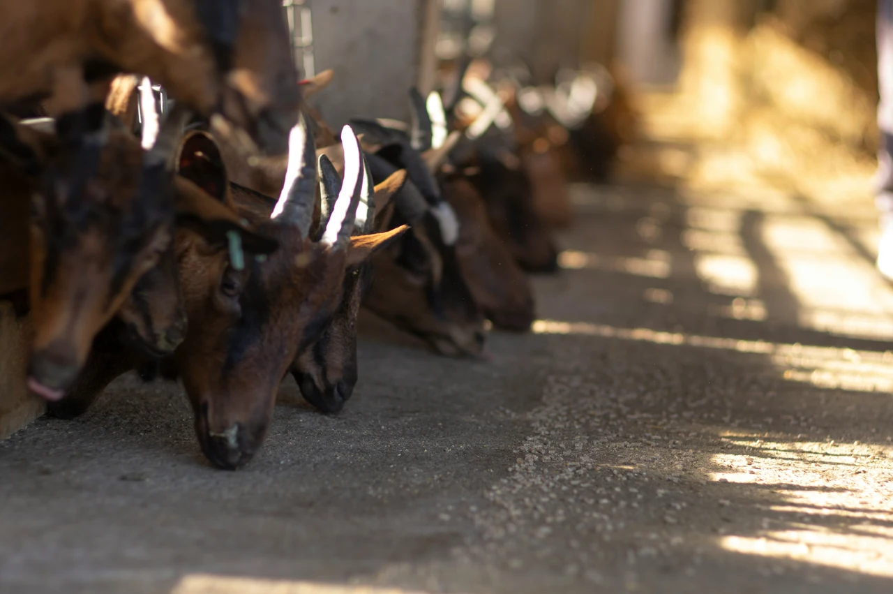 Allarme estinzione: ecco le specie che potremmo perdere per sempre nei prossimi anni