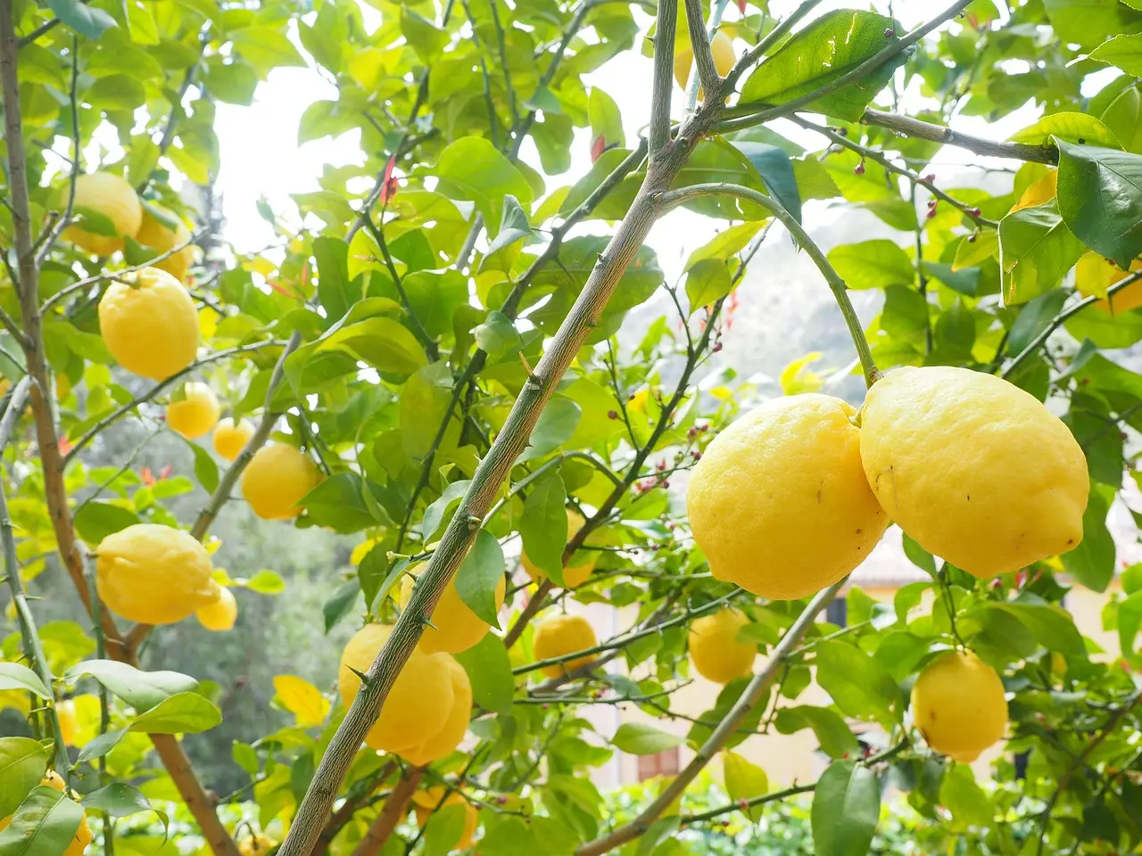 Vuoi coltivare un limone in terrazzo o in giardino anche se gela? Scegli questa varietà resistentissima