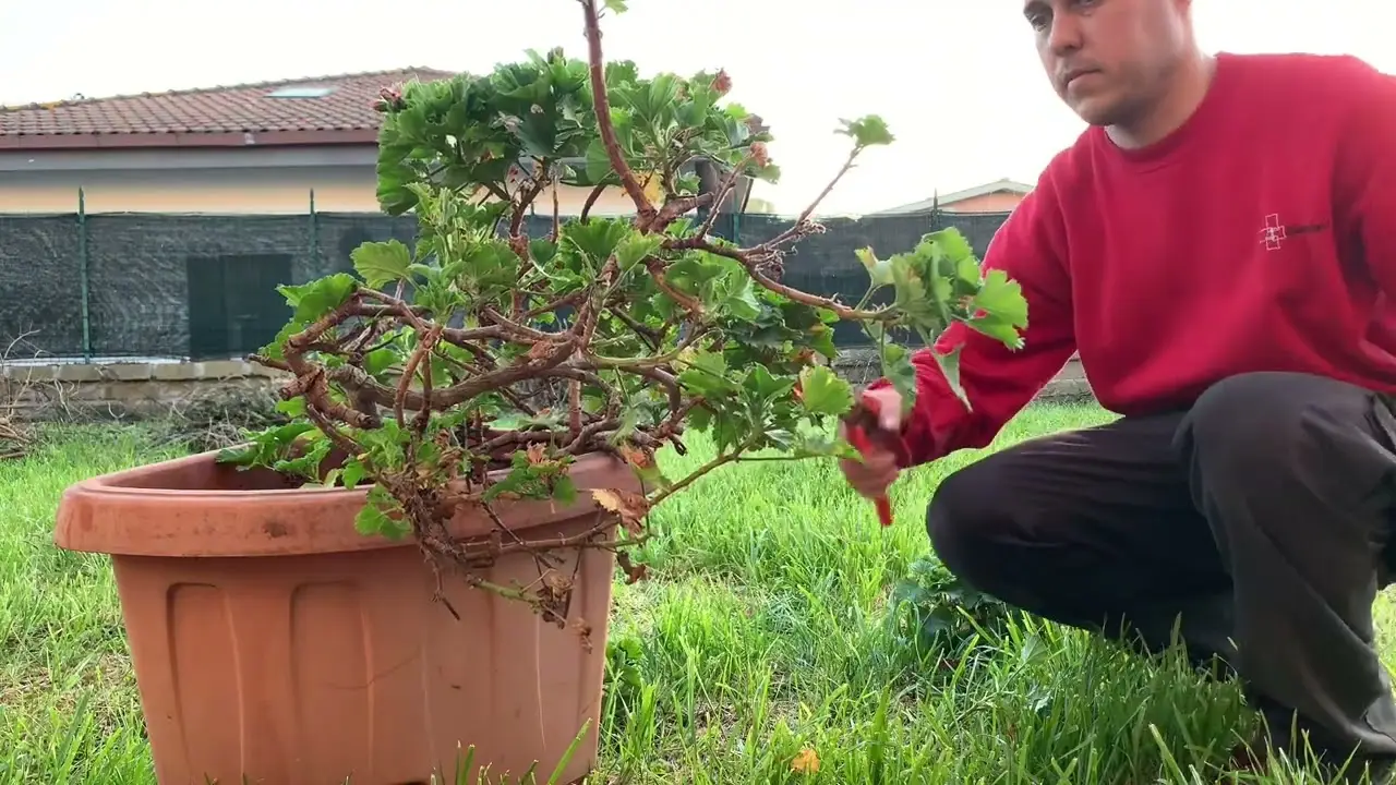 Ecco la pianta più puzzolente del mondo: il suo odore orrendo ti lascerà scioccato