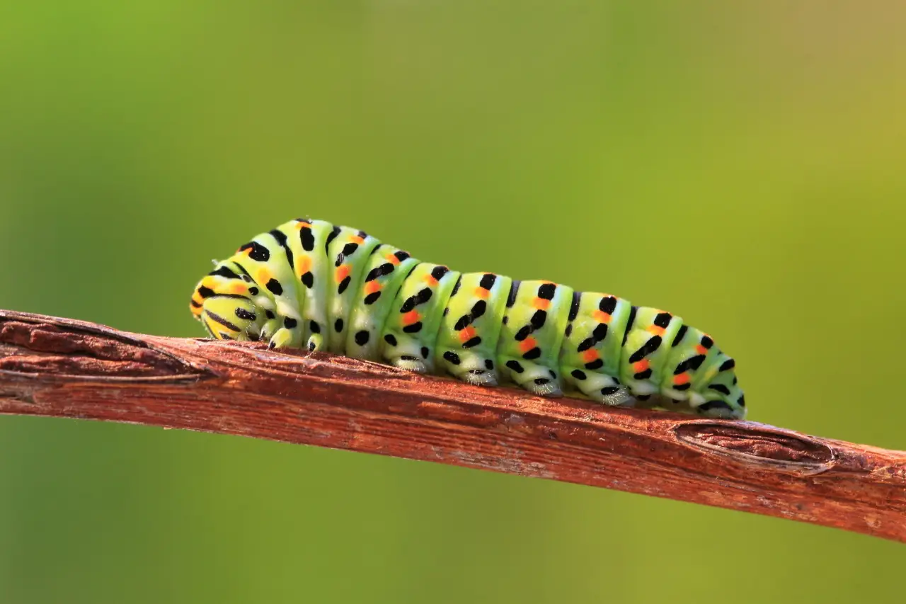 Allarme bruchi sulle tue piante: ecco le foglie che attaccano e come prevenire i danni