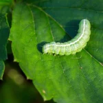 Allarme in giardino: ecco cosa sono quei vermicelli bianchi sulle piante e come eliminarli