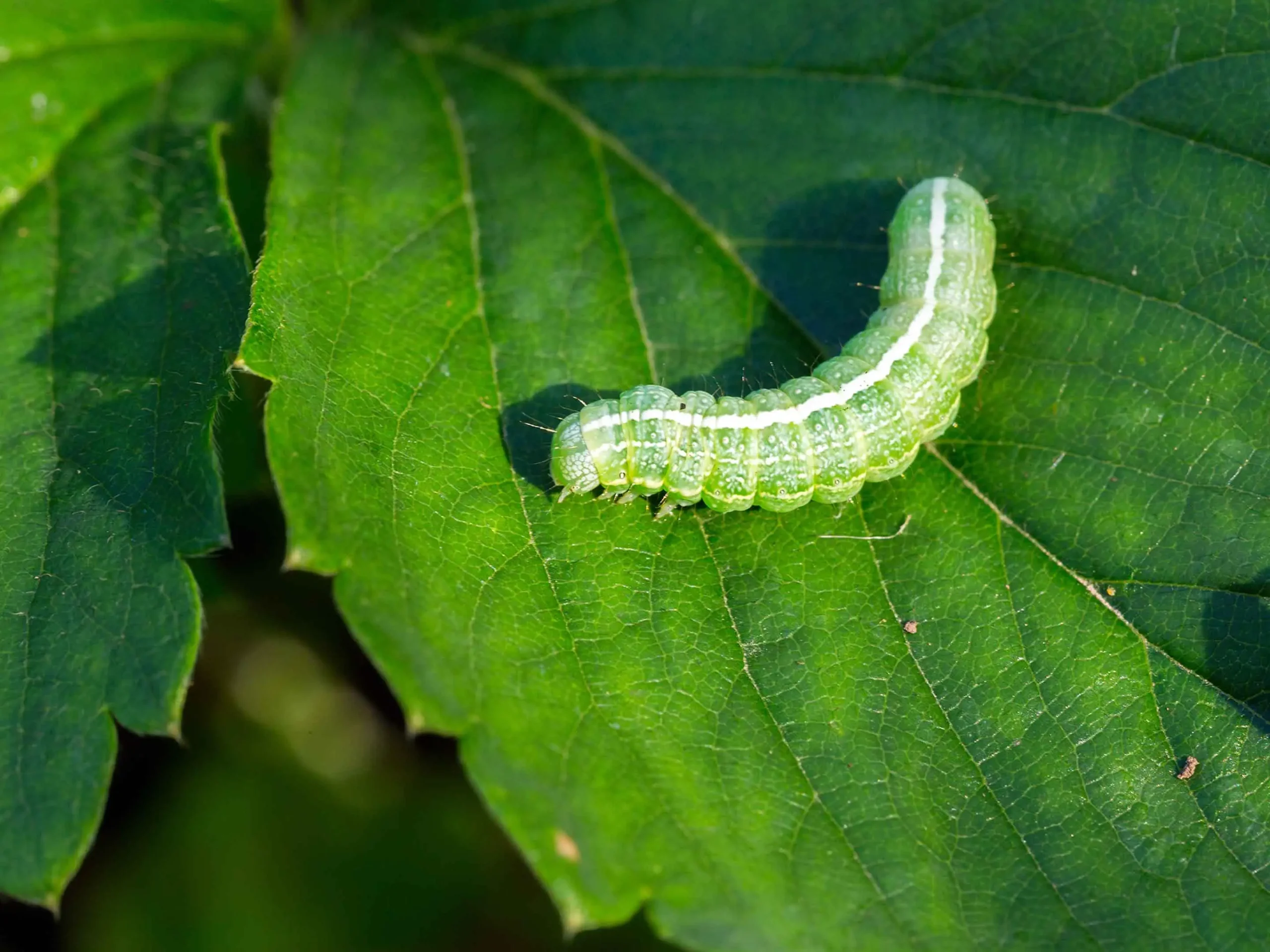 Allarme in giardino: ecco cosa sono quei vermicelli bianchi sulle piante e come eliminarli
