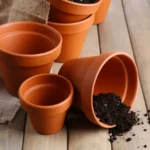 Hai vasi grandi e non sai cosa piantare? Ecco i fiori spettacolari che resistono tutto l’anno