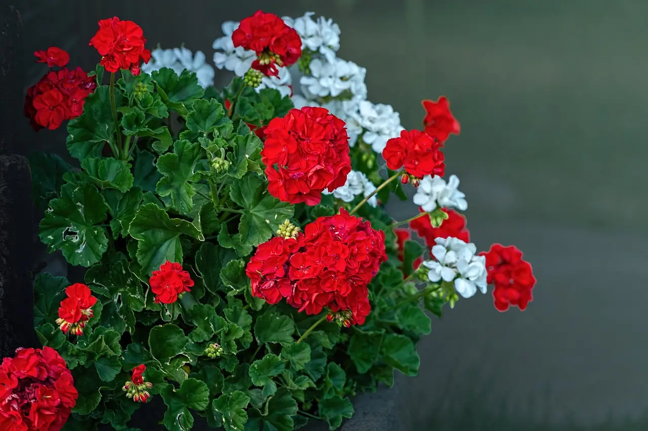 Metti i gerani sotto il sole cocente? Ecco cosa succede davvero