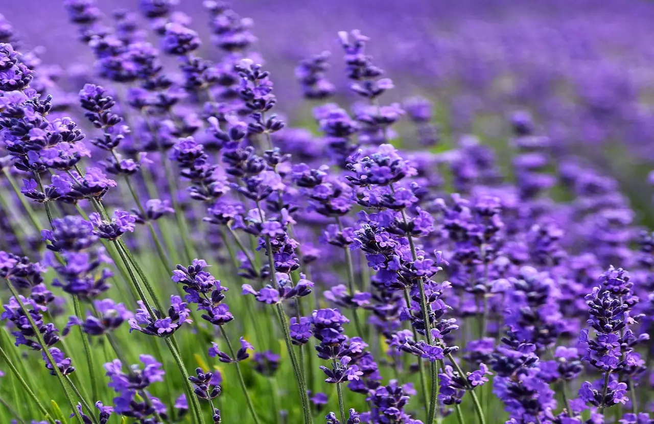 Vuoi coltivare la lavanda dai semi? Ecco quanto tempo aspetterai prima di vederla spuntare