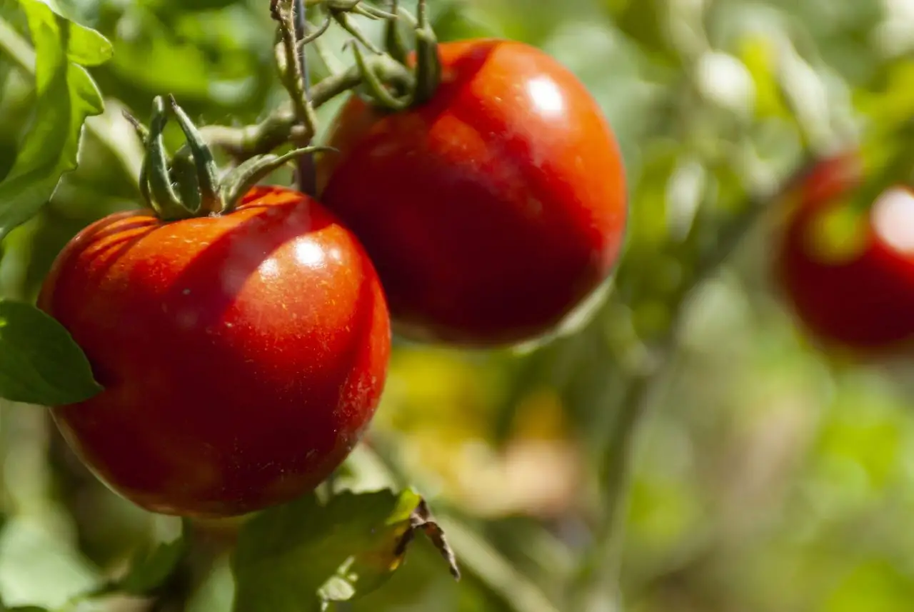 Quante volte bisogna concimare i pomodori? Ecco la risposta degli esperti