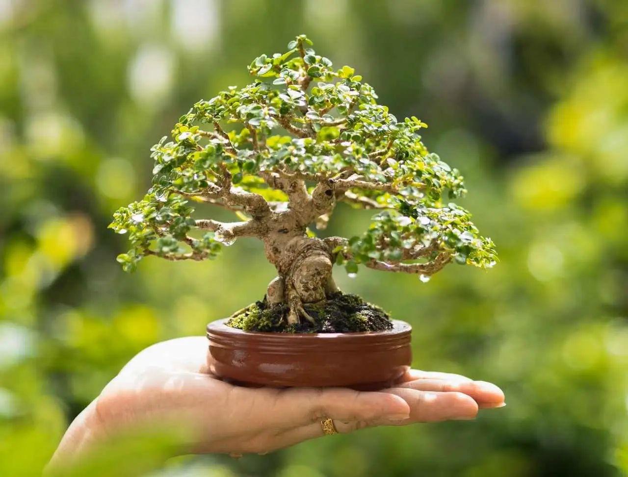Il tuo bonsai di serissa sta soffrendo? Ecco gli errori comuni che stai commettendo