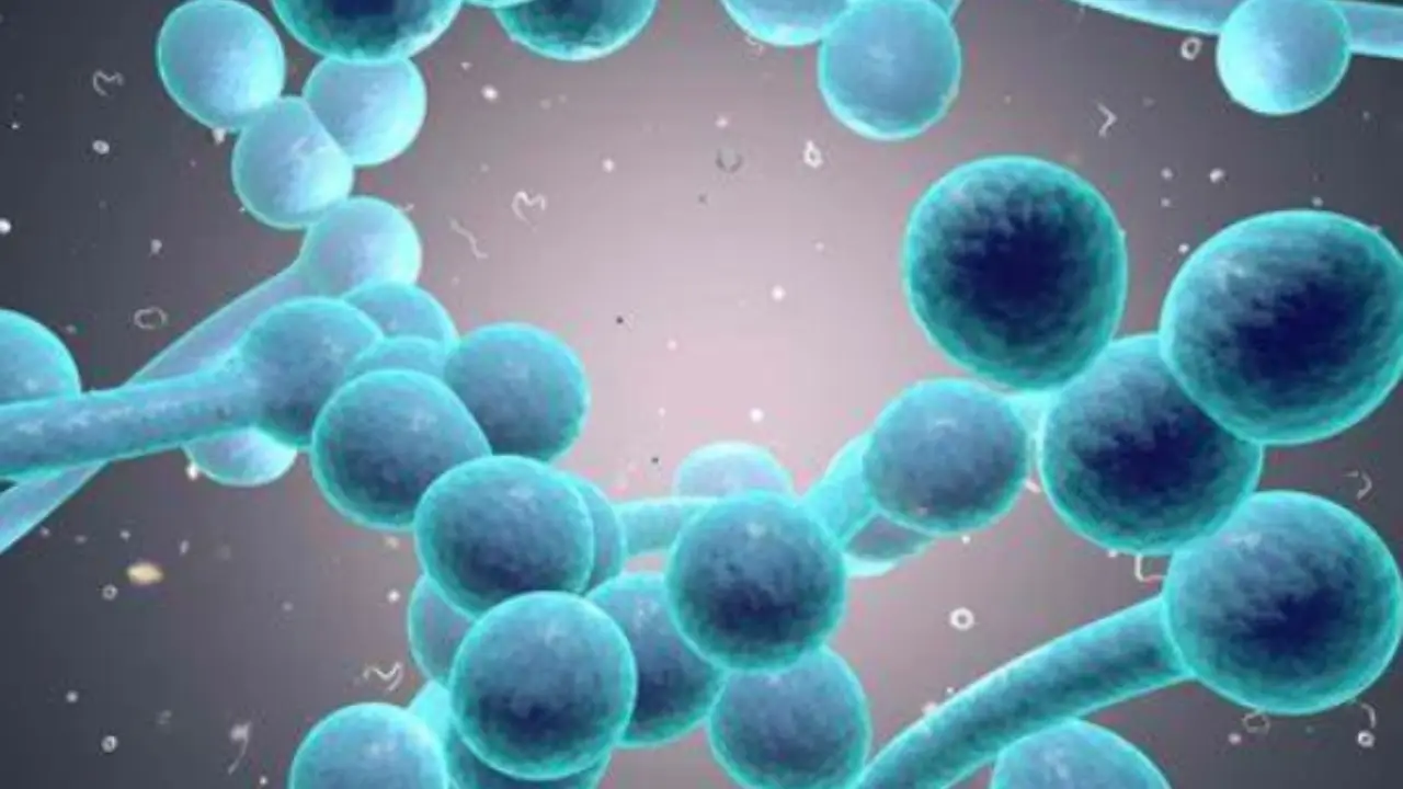 Allarme salute: attenzione a queste malattie pericolose che si trasmettono dagli animali