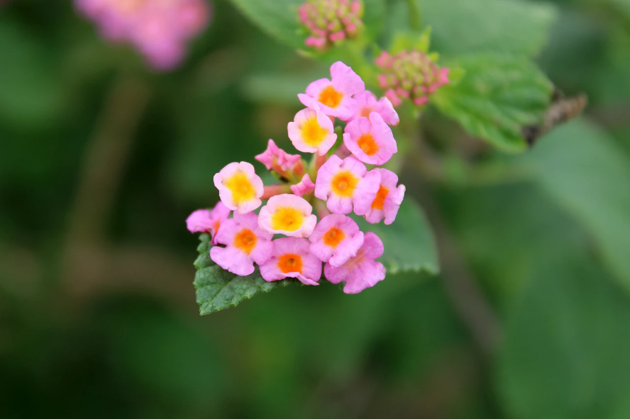 Lantana: la pianta coloratissima che attira le farfalle ma può essere pericolosa