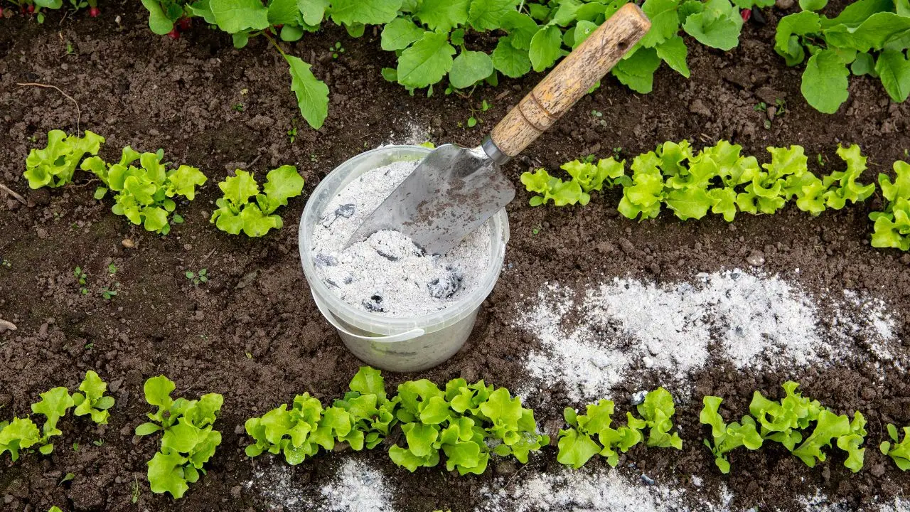 Quale concime naturale scegliere per l’orto? Ecco lo stallatico migliore secondo gli esperti