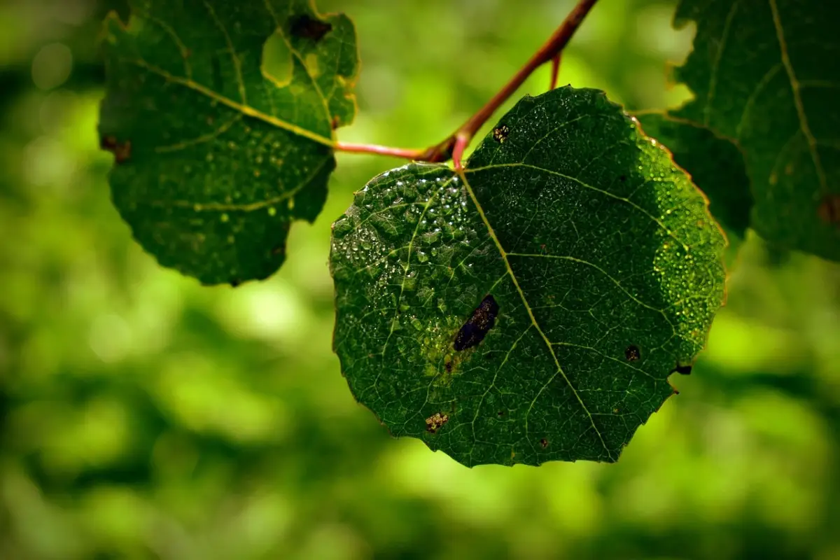 Attenzione a questo dettaglio sulle foglie: la tua pianta ha i funghi e sta morendo