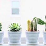 La pianta giapponese grassa che resiste a tutto e trasforma il giardino