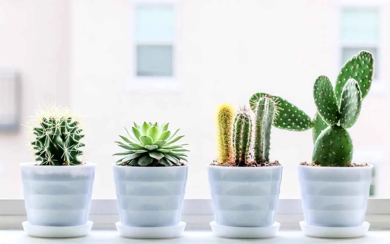 La pianta giapponese grassa che resiste a tutto e trasforma il giardino