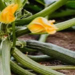 Se le tue zucchine ingialliscono e si deformano è colpa di questo virus: ecco il trucco per salvarle