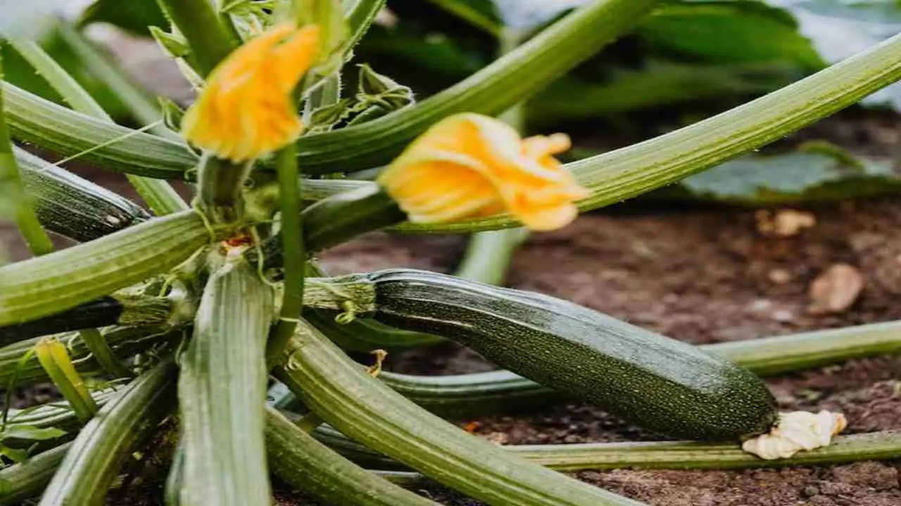 Se le tue zucchine ingialliscono e si deformano è colpa di questo virus: ecco il trucco per salvarle
