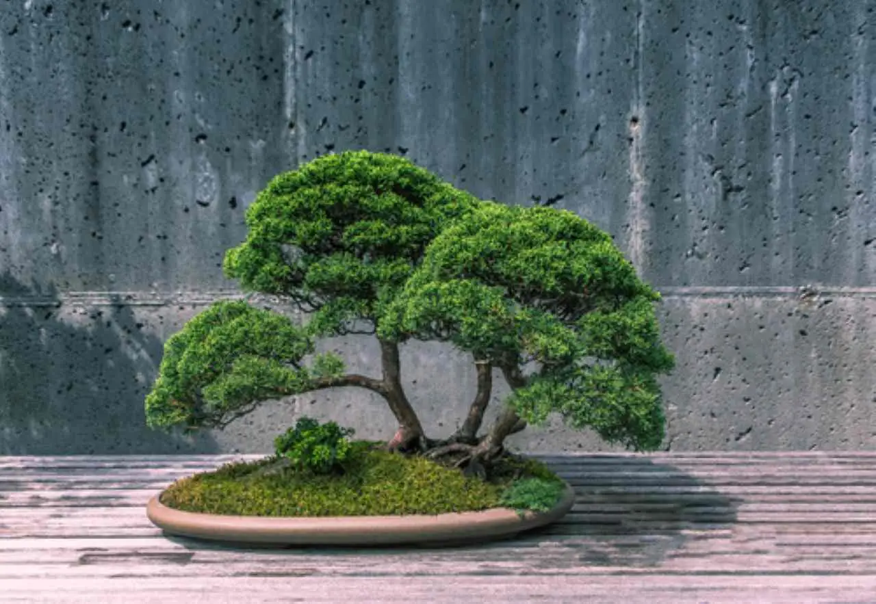 Stai uccidendo il tuo bonsai: ecco l’errore banale sul suo posizionamento in casa