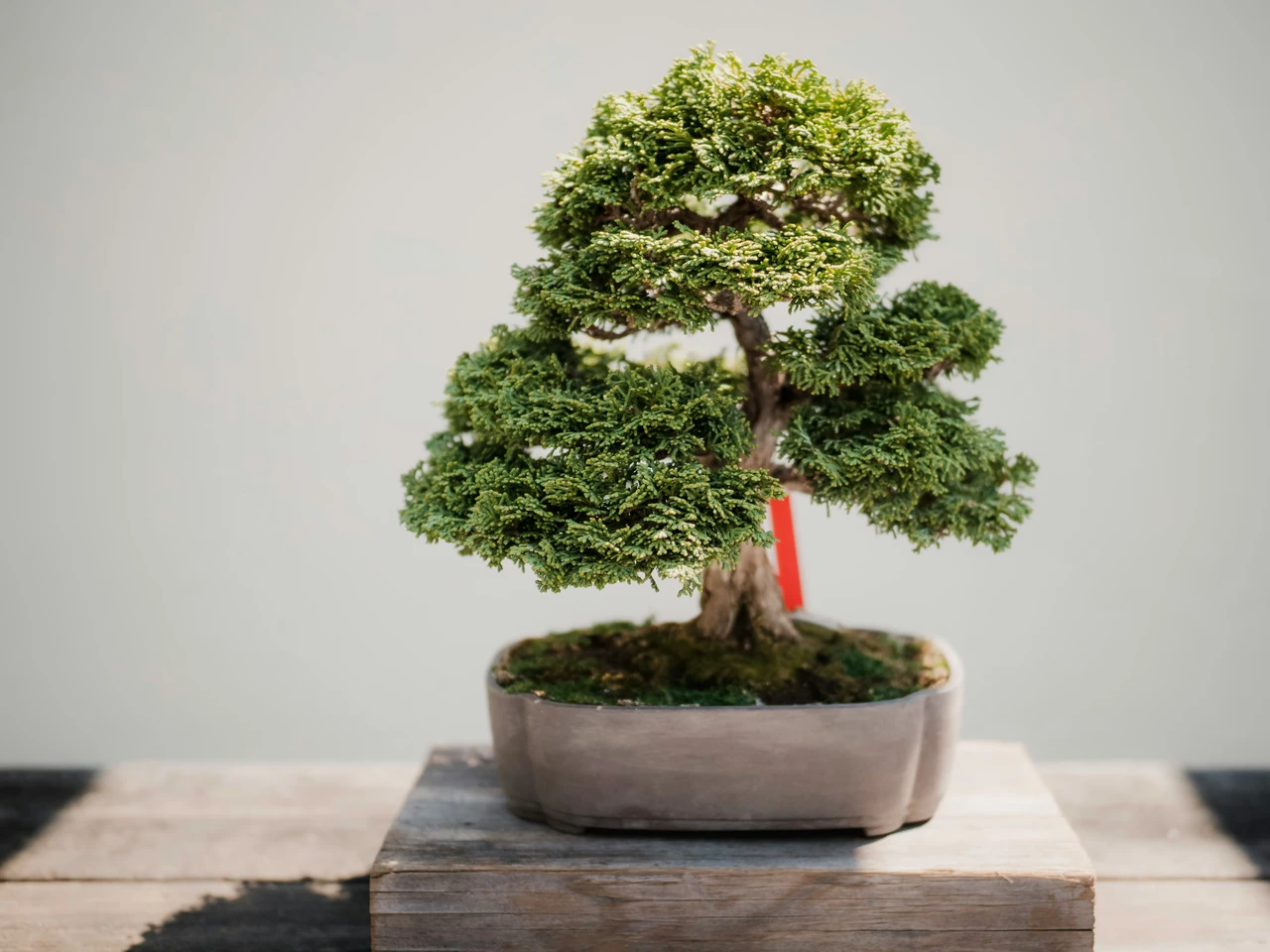 Il tuo bonsai da interno sta morendo? Ecco l’errore banale che fai sempre e come salvarlo