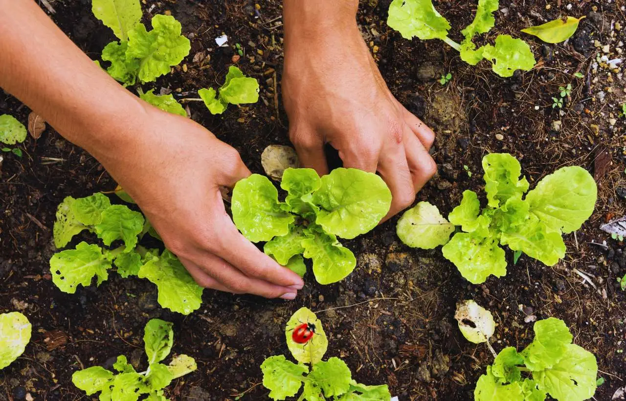 Metti sempre questo strato tra la terra e le piante: il trucco dei vivaisti per un orto perfetto