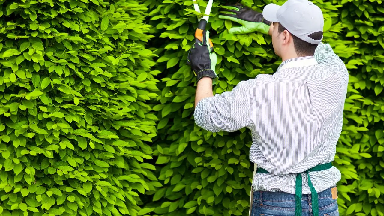 Cosa serve per fare il giardiniere? Gli attrezzi indispensabili