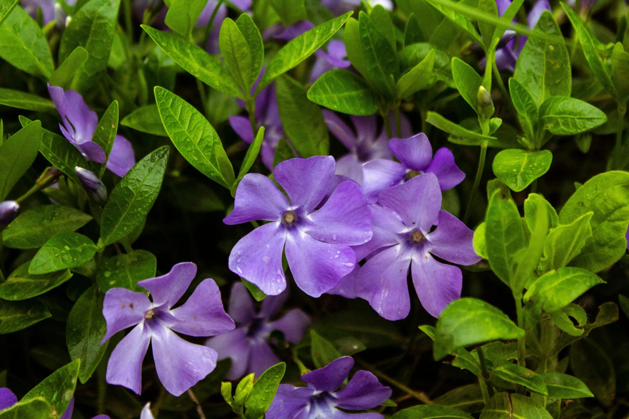 Non piantare la vinca in questo punto del giardino: ecco perché rischi che muoia