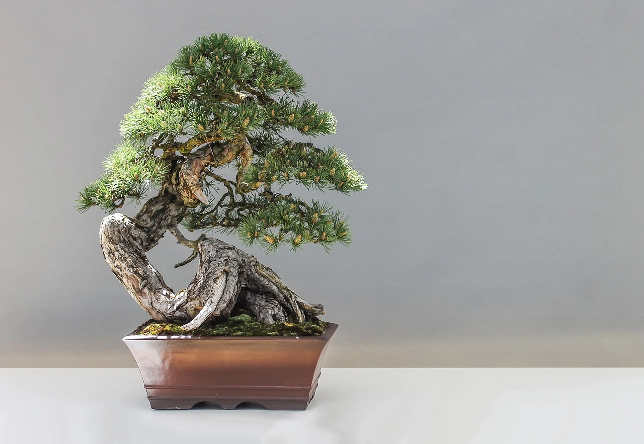 Non è un bonsai: ecco la sorprendente pianta che detiene il record di albero più piccolo del mondo