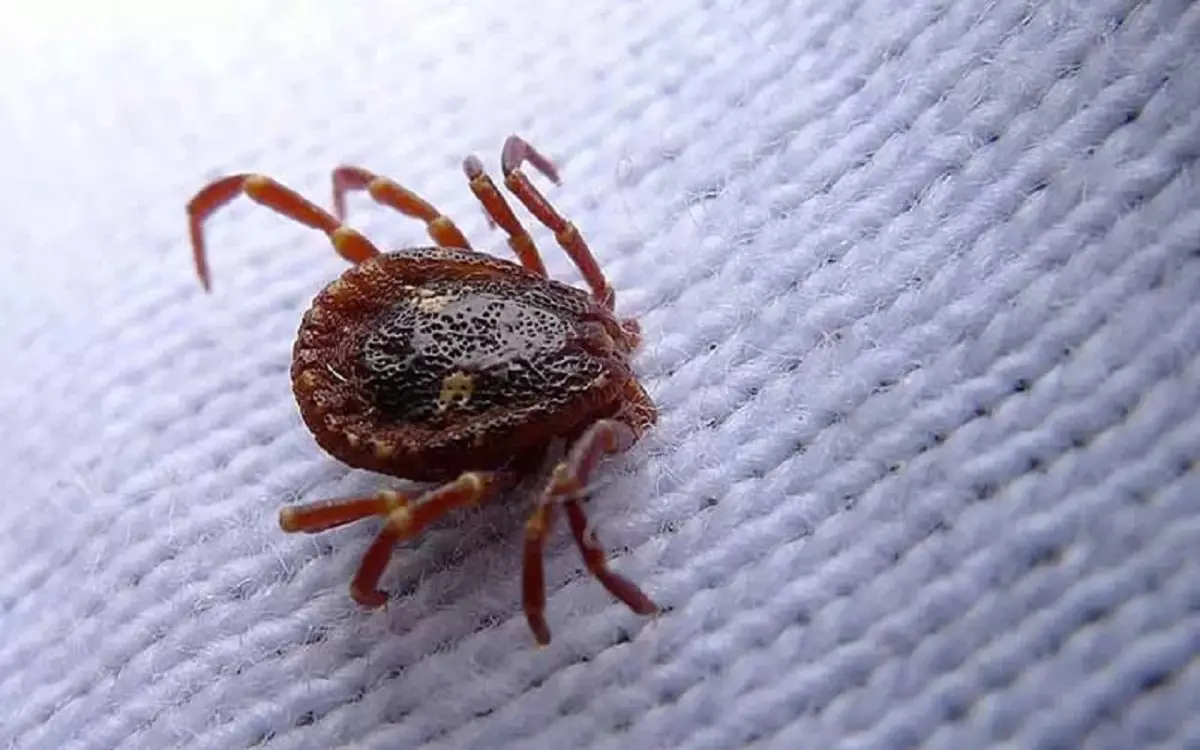 Dove si nascondono gli acari in casa: ecco i punti dove si annidano davvero