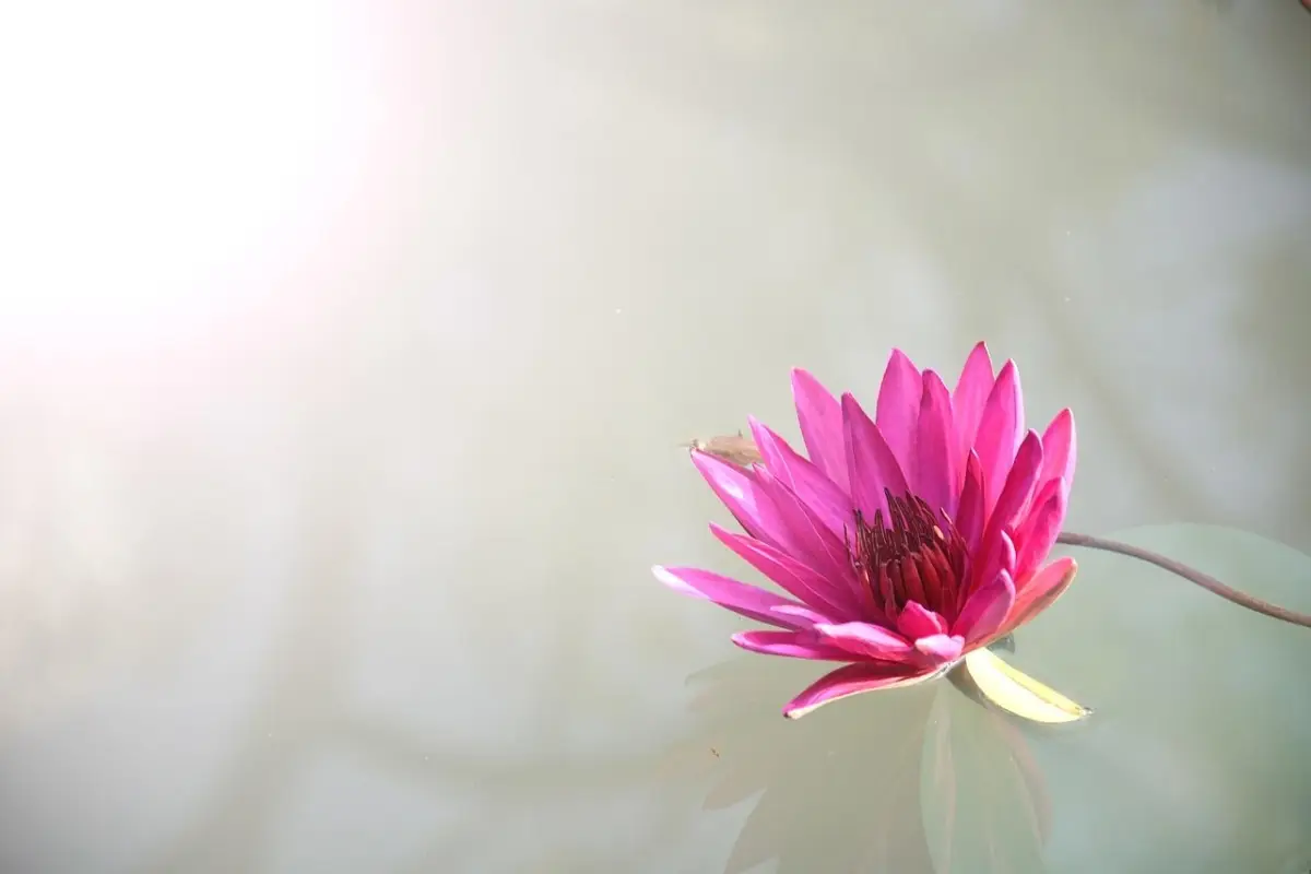 Attenzione a comprare questo fiore: è il più fragile del mondo e dura pochissimo