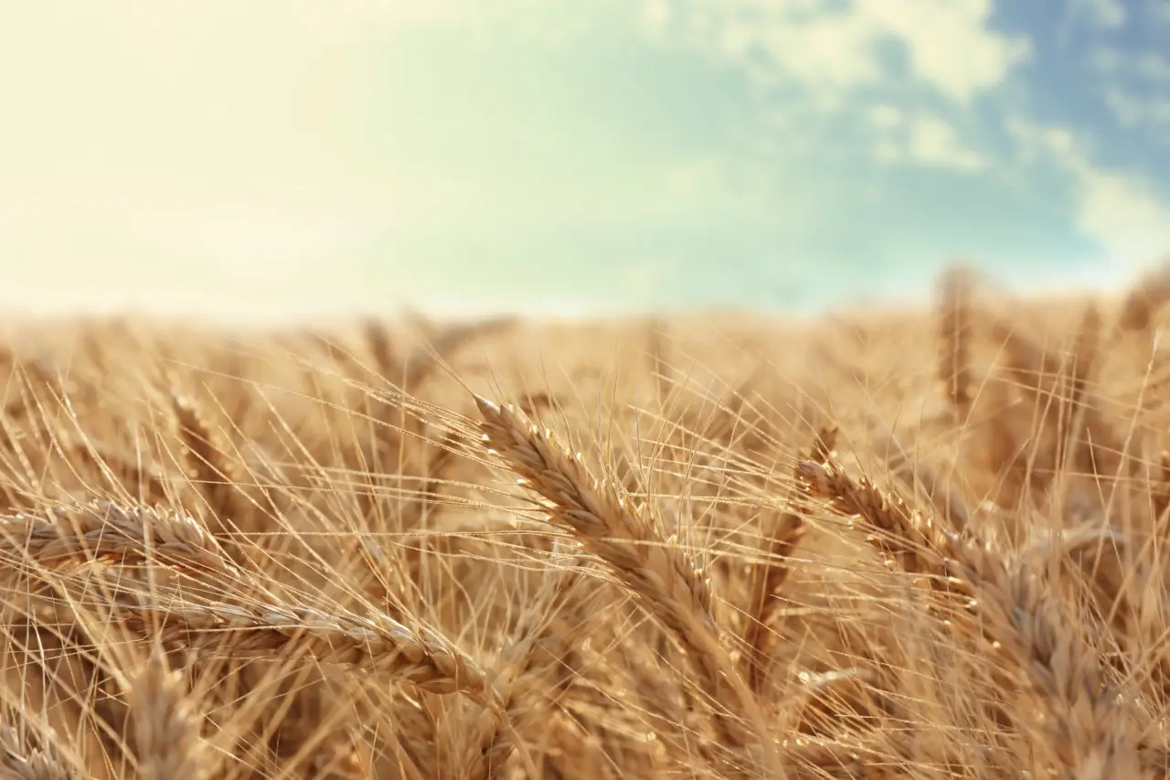 Allerta peronospora: ecco i sintomi iniziali sul grano che devi riconoscere subito