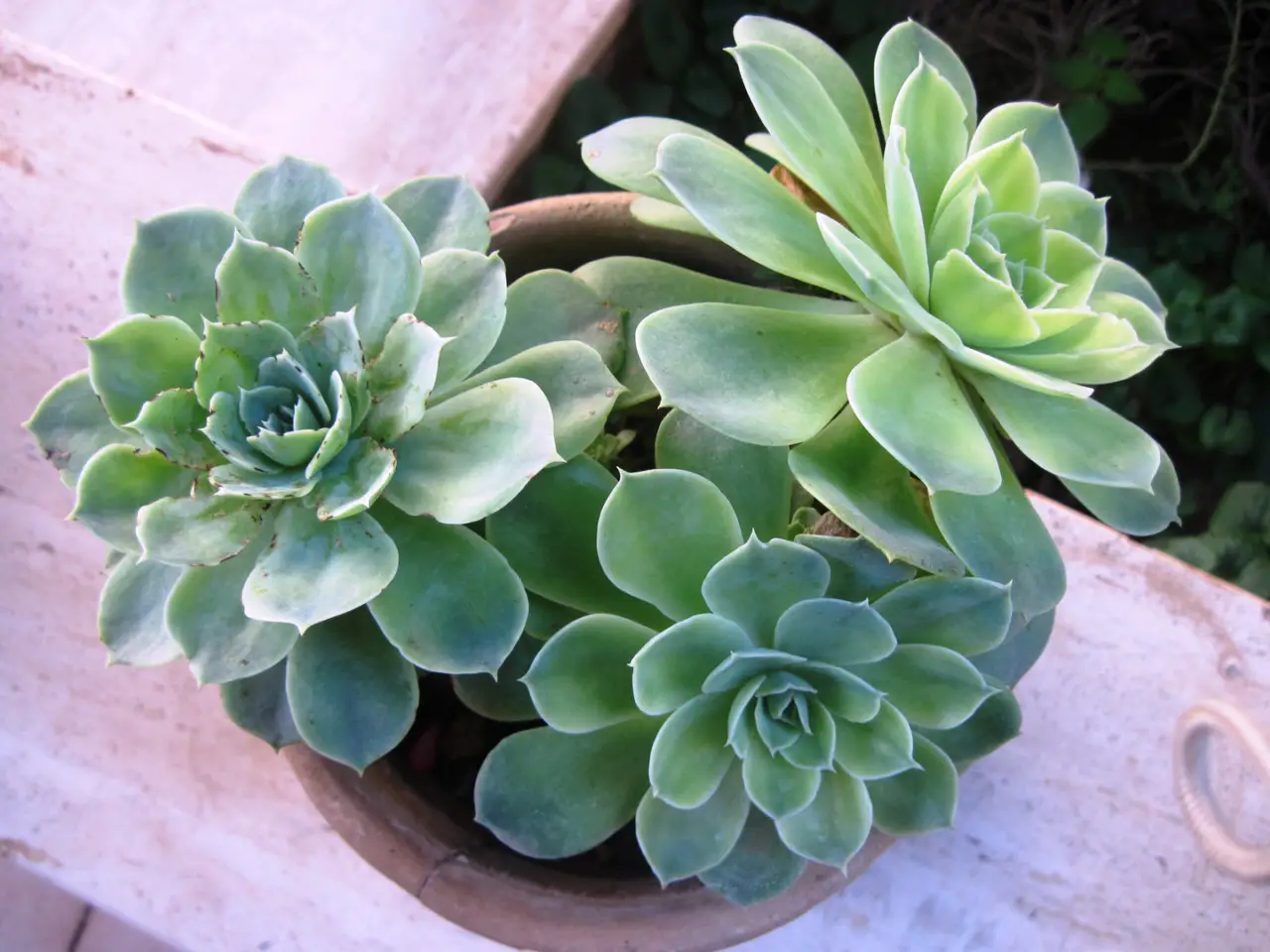 La pianta succulenta che cresce in spiaggia e che dovresti avere per la sua resistenza incredibile