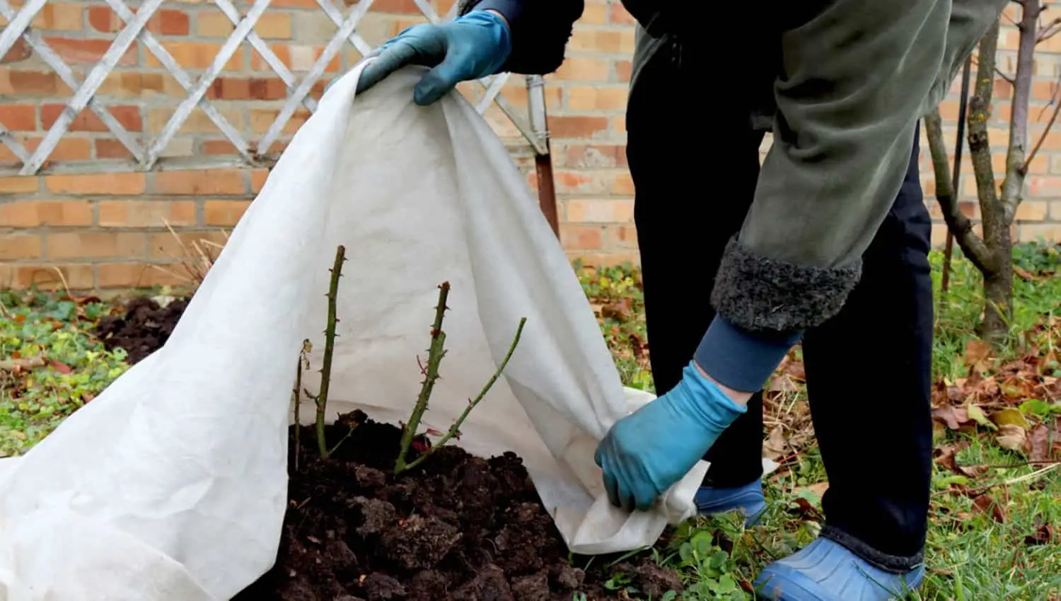Come si chiama il telo per non far crescere erba? Ecco la soluzione definitiva contro le infestanti
