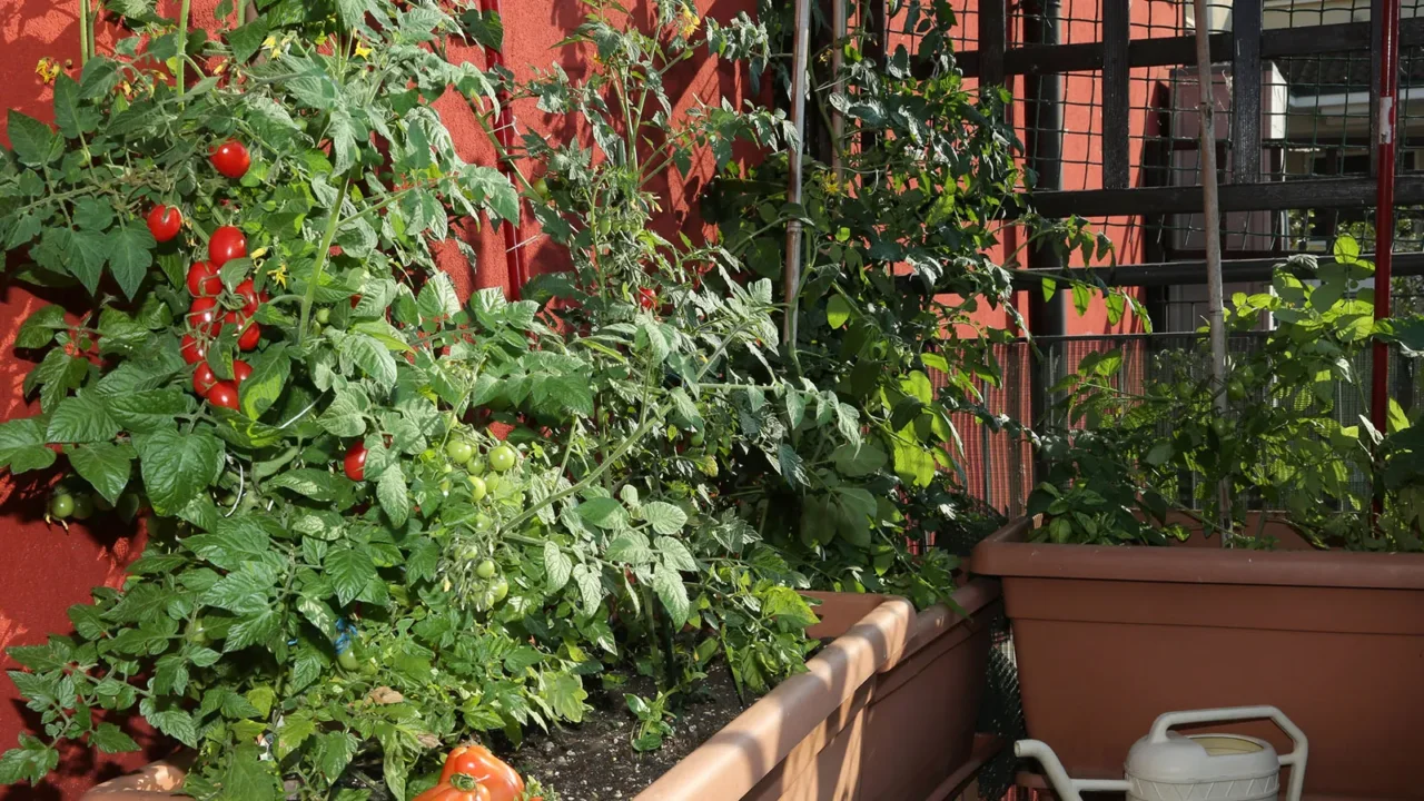 Coltivi i pomodori all’ombra? Ecco cosa succede davvero e se vale la pena