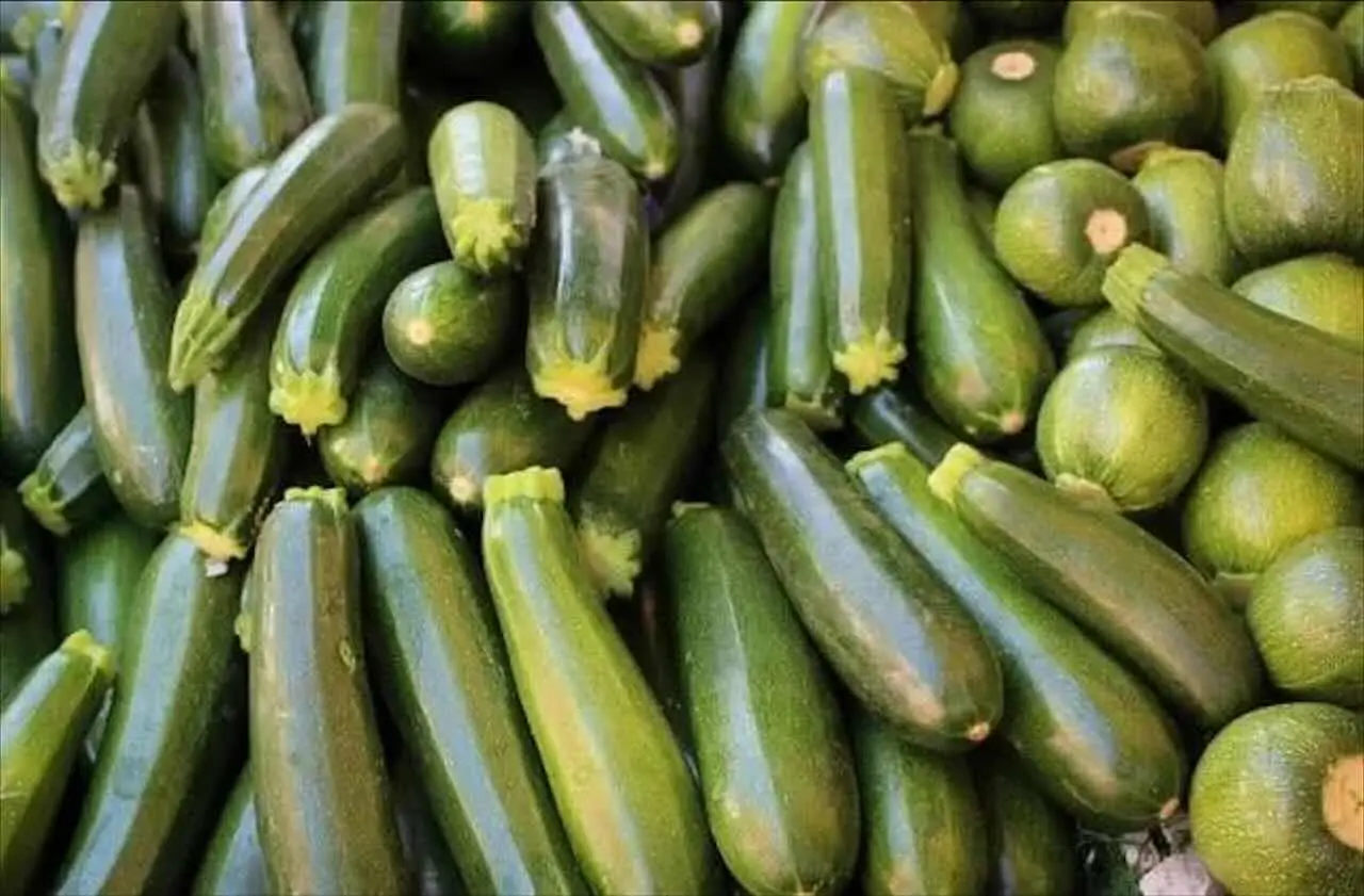 Allarme zucchine: ecco come riconoscere e fermare subito la peronospora