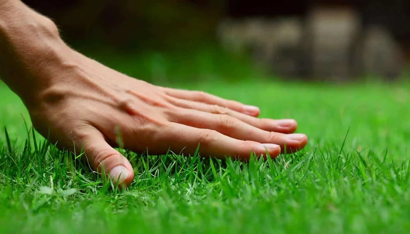 Prato a rotoli con erba vera: ecco i costi reali e se conviene rispetto al prato seminato