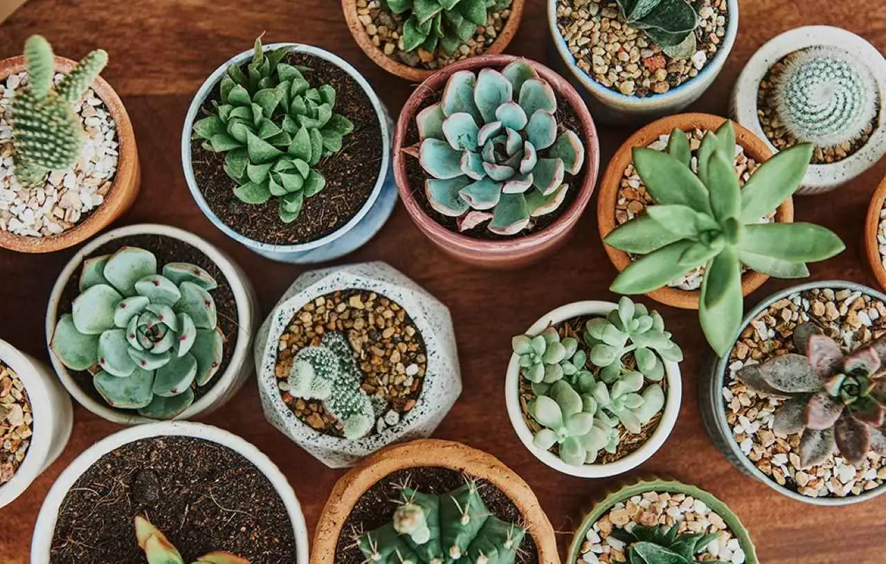 L’errore che fanno tutti con le piante grasse: ecco come identificarle e curarle