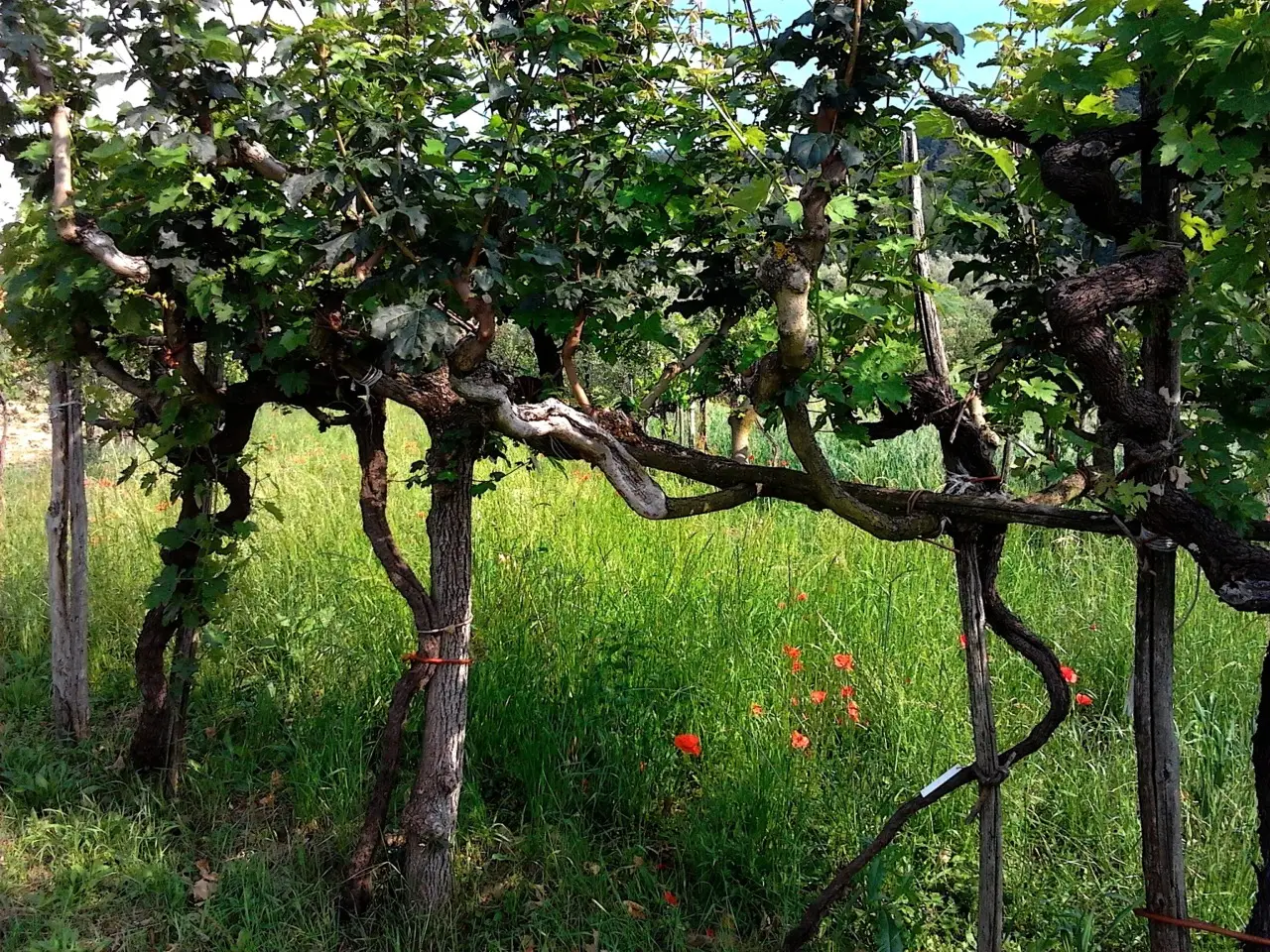 L’ultima tendenza per avere un’oasi verde anche in città è il giardino galleggiante