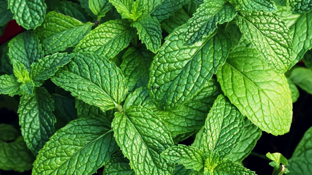 Il trucco con la menta fresca che elimina subito i cattivi odori in casa