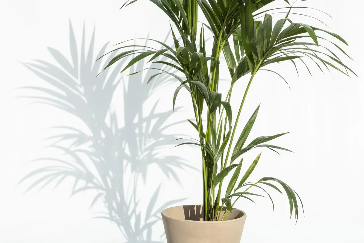 Le piante più longeve che vivono decenni: ecco quali scegliere per la tua casa