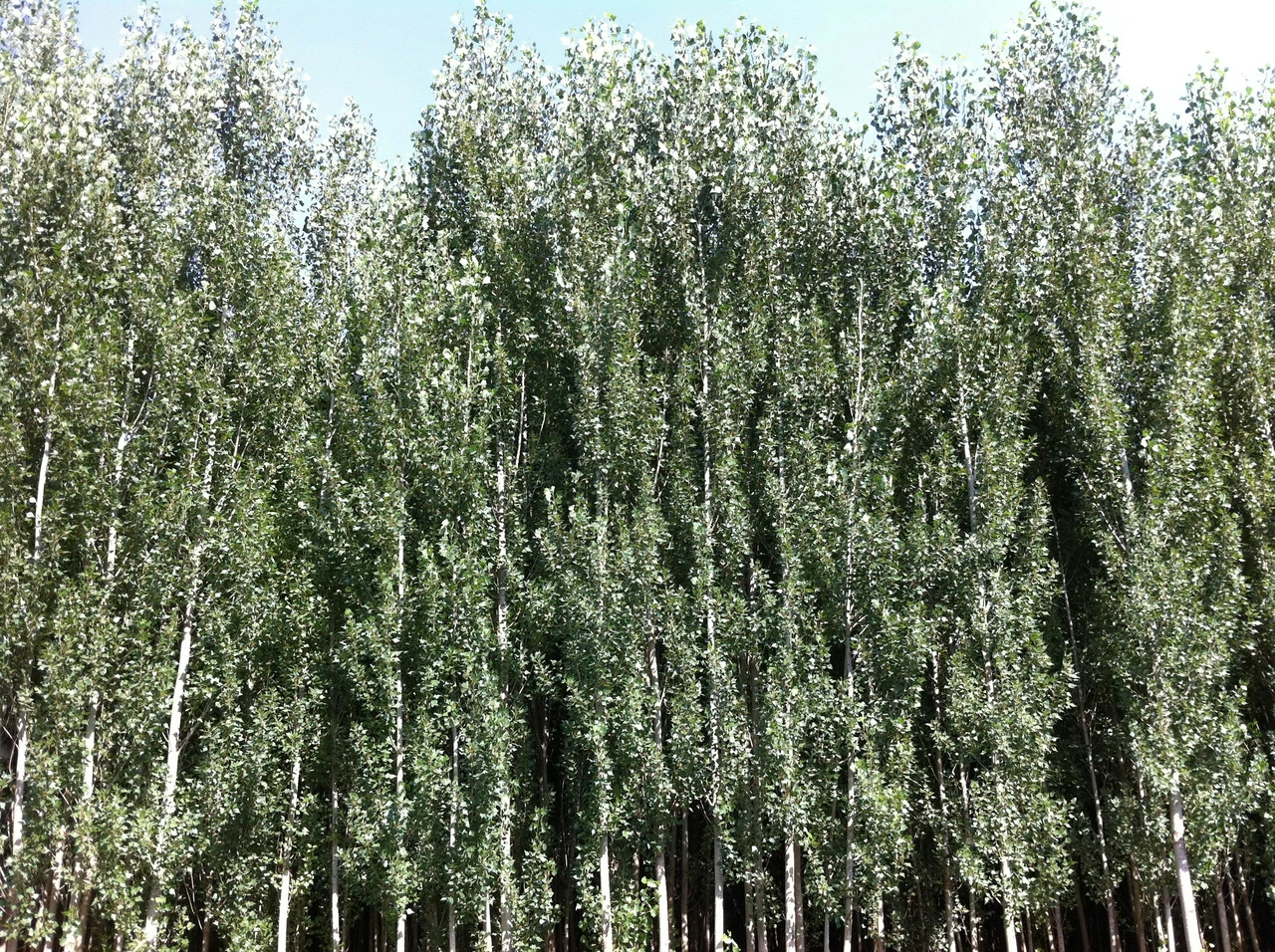 Le piante più alte del mondo: ecco la classifica aggiornata