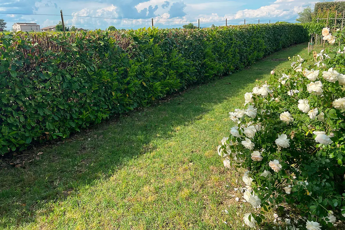 Non livellare il giardino con metodi fai da te: ecco l’errore che costa migliaia di euro