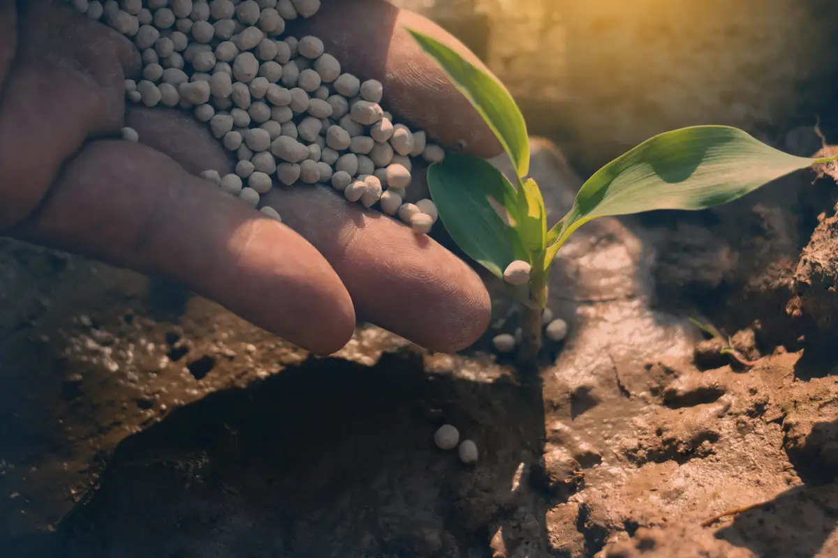 Non mettere questo prodotto comune sul terreno del tuo giardino: ecco cosa succede alle piante