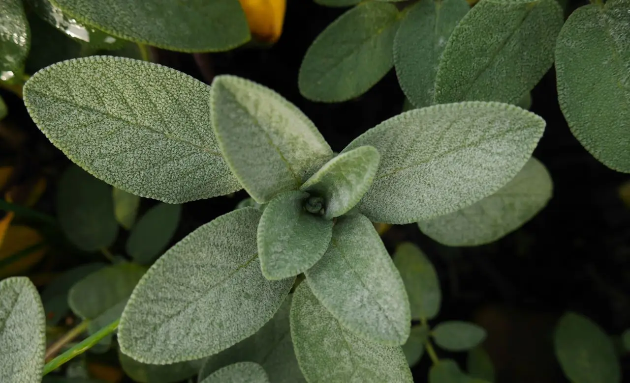 Piante erbacee: ecco le varietà più resistenti che fioriscono tutta l’estate