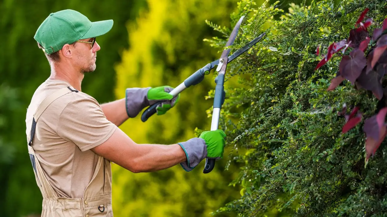 Il segreto per un giardino di piante grasse spettacolare: ecco cosa sbagliano quasi tutti