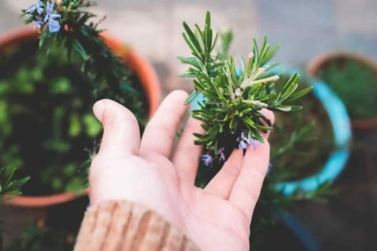 Come si fa la talea di rosmarino o lavanda? Il metodo semplice per avere nuove piante gratis