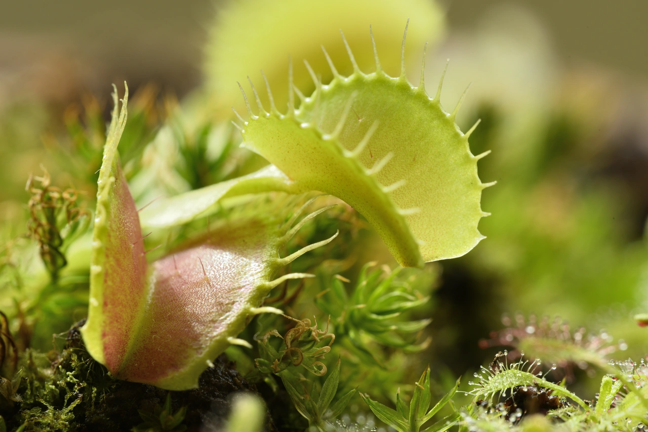 Quali sono le piante carnivore più facili da coltivare in casa? La Dionea e la Sarracenia