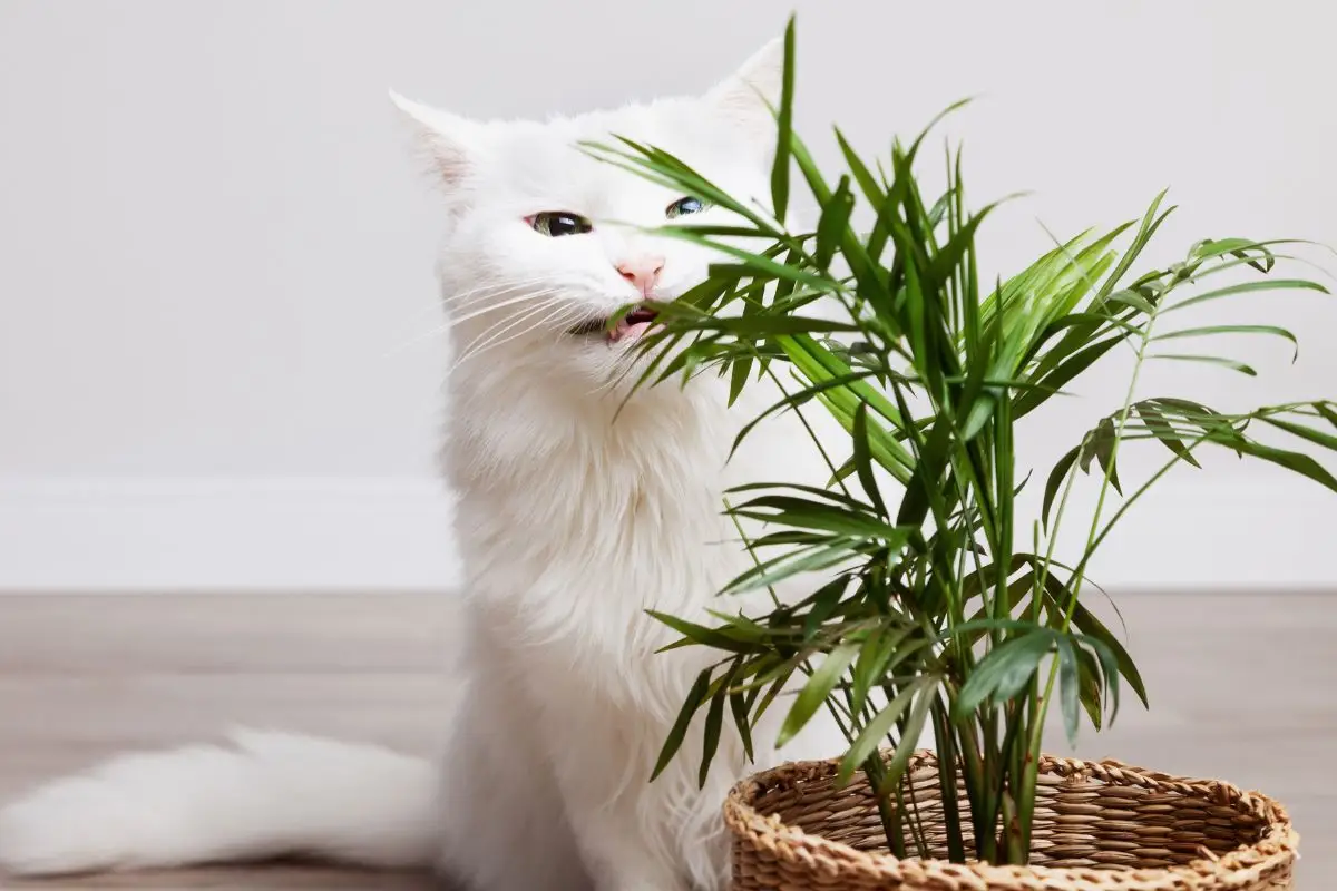 Quali sono le piante velenose per cani e gatti da non tenere in casa? La lista da conoscere