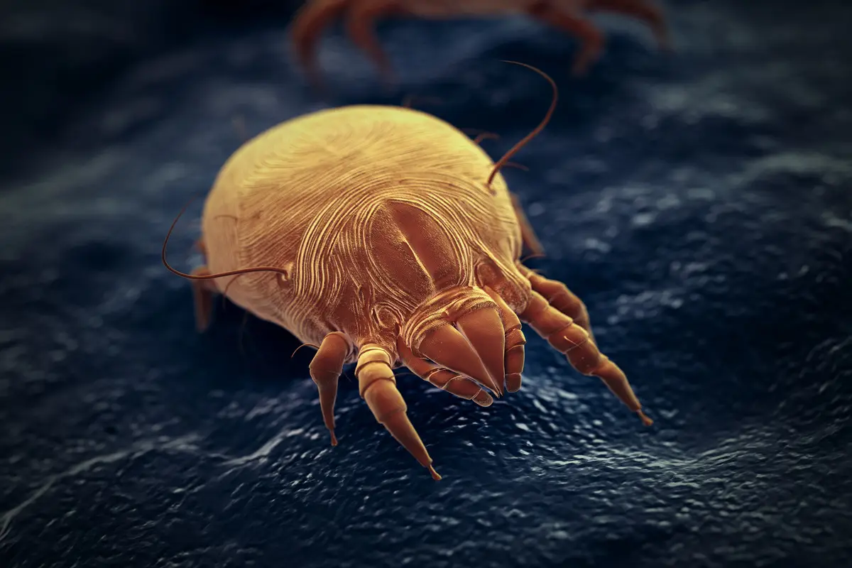 Non pulisci mai il letto in questo modo: ecco come eliminare acari e batteri nascosti